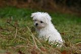 BICHON MALTAIS 153